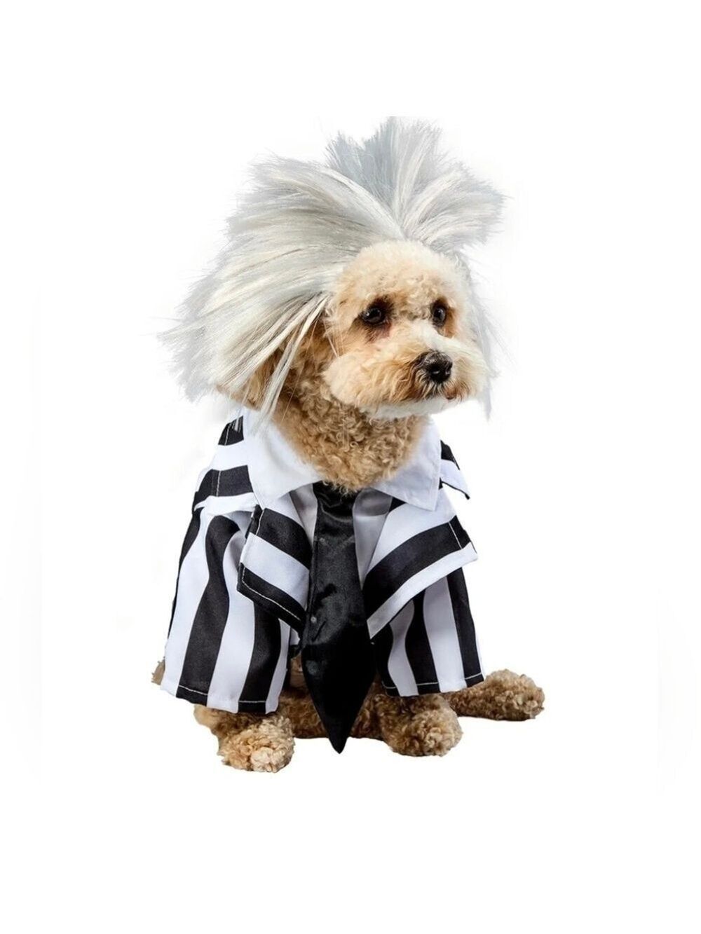 Beetlejuice Dog Costume, Black and White Striped Jacket with Dickie and Wig, XL